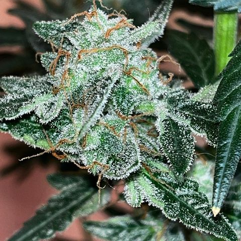 Auto-Bluedream growlog photo: #B1