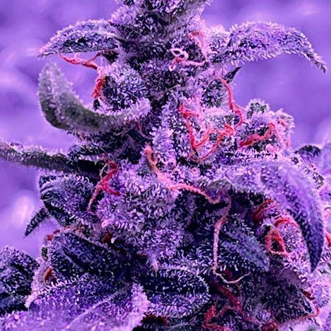 Auto-Bluedream growlog photo: #B1