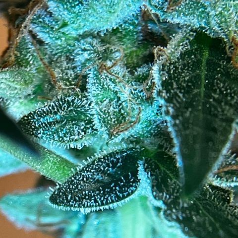 Auto-Bluedream growlog photo: #B1