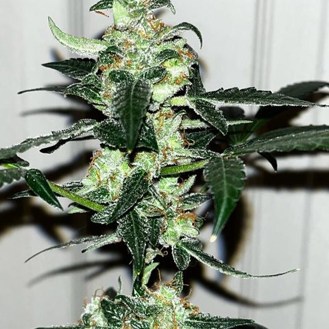 Auto-Bluedream growlog timeline photo