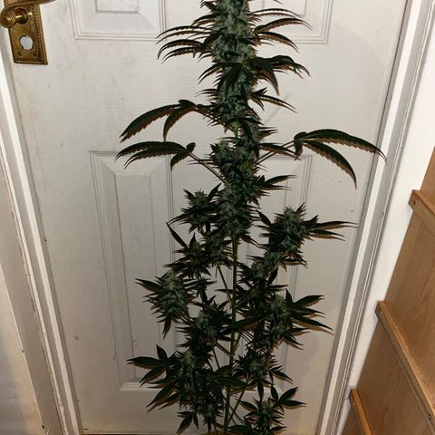 Auto-Bluedream growlog timeline photo