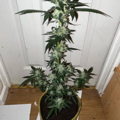 Auto-Bluedream growlog timeline photo