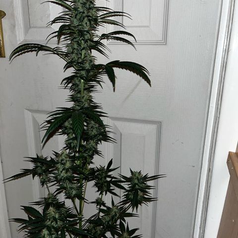 Auto-Bluedream growlog timeline photo