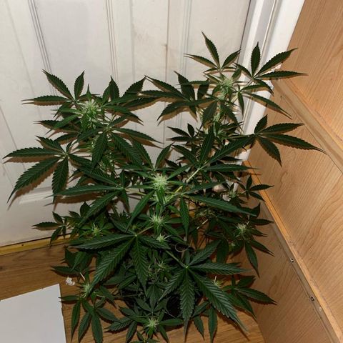AutoBlueDream LST growlog timeline photo