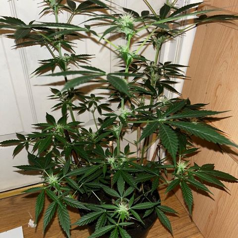 AutoBlueDream LST growlog timeline photo