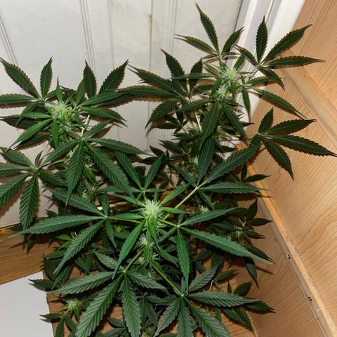 AutoBlueDream LST growlog timeline photo