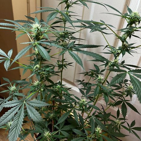 AutoBlueDream LST growlog timeline photo