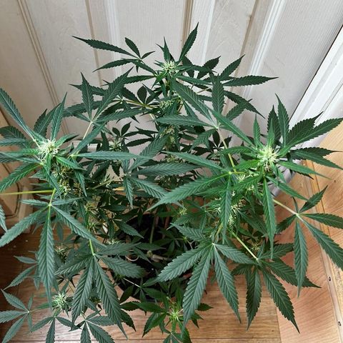 AutoBlueDream LST growlog timeline photo
