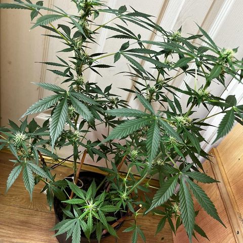 AutoBlueDream LST growlog timeline photo