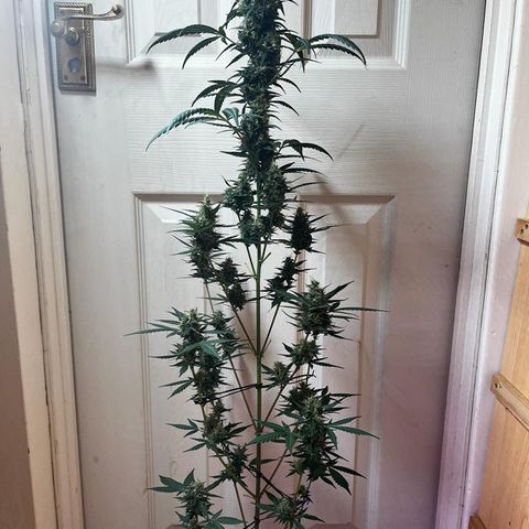 Auto-Bluedream growlog photo: #B2