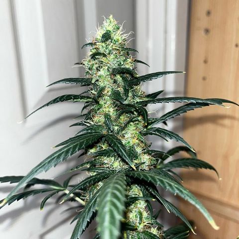 Auto-Bluedream growlog photo: #B2