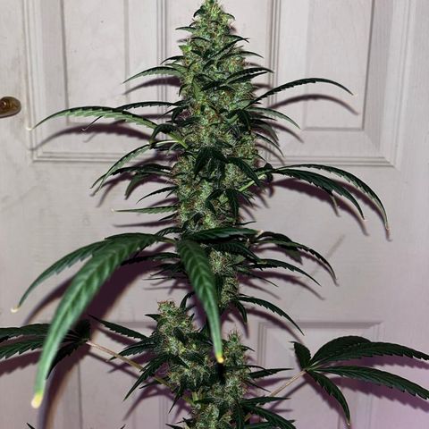 Auto-Bluedream growlog photo: #B2