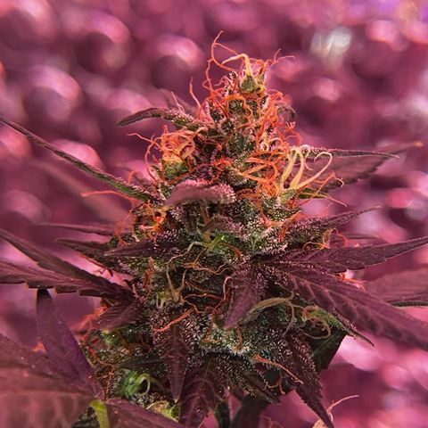 Auto-Bluedream growlog timeline photo