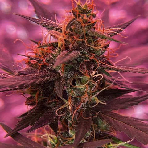 Auto-Bluedream growlog photo: #B2