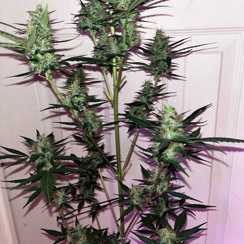 Auto-Bluedream growlog photo: #B2