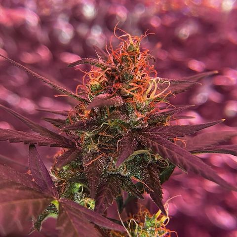 Auto-Bluedream growlog photo: #B2