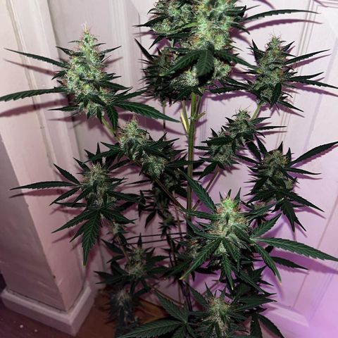 Auto-Bluedream growlog photo: #B2