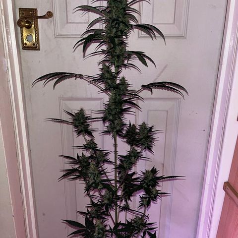 Auto-Bluedream growlog photo: #B2