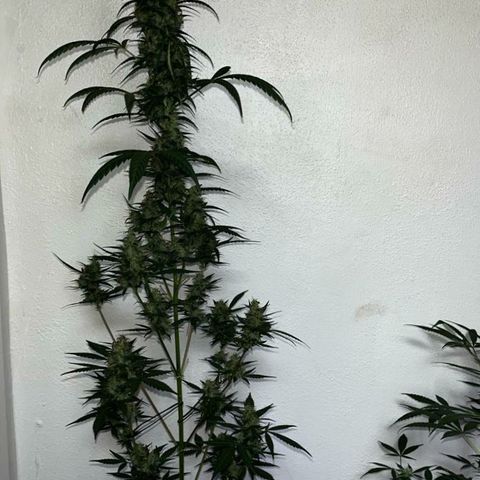 Auto-Bluedream growlog photo: #B2