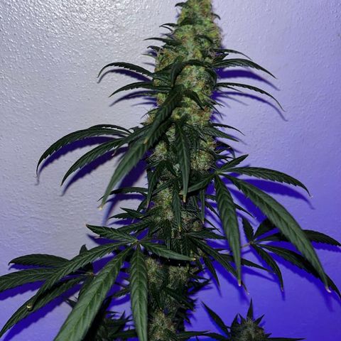 Auto-Bluedream growlog photo: #B2
