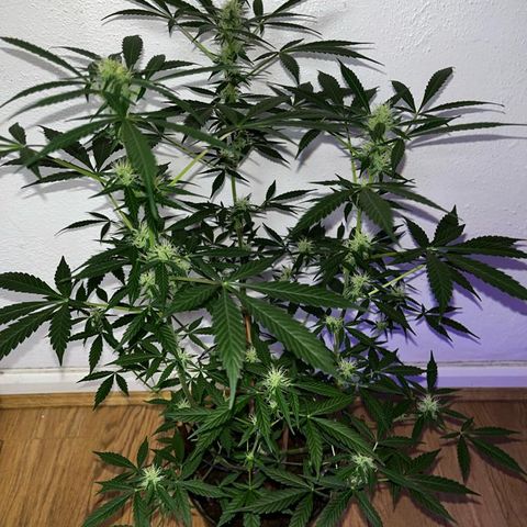 AutoBlueDream LST growlog timeline photo