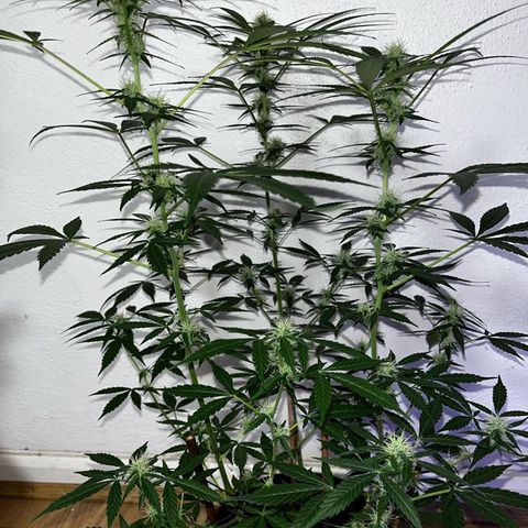 AutoBlueDream LST growlog timeline photo