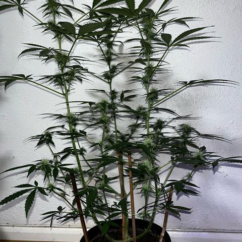 AutoBlueDream LST growlog timeline photo