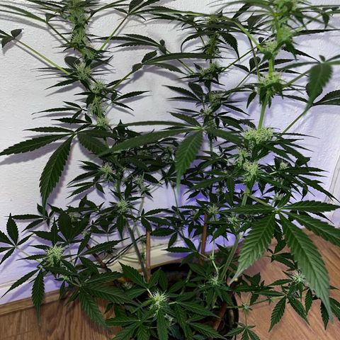 AutoBlueDream LST growlog timeline photo