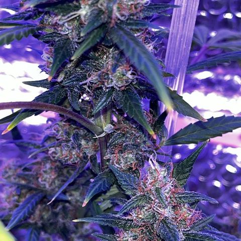 Auto-Bluedream growlog photo: #B2