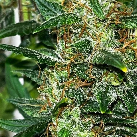 Auto-Bluedream growlog photo: #B2