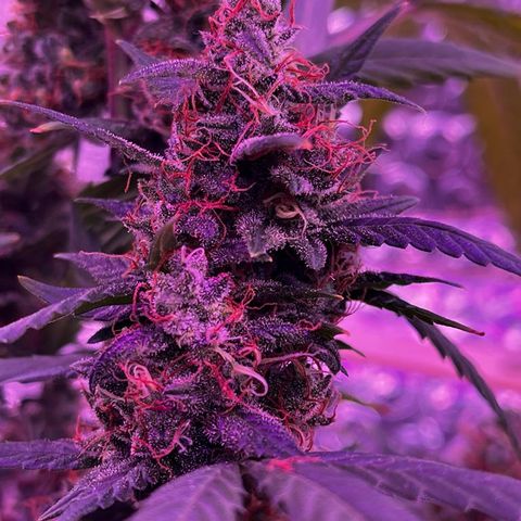 Auto-Bluedream growlog photo: #B2