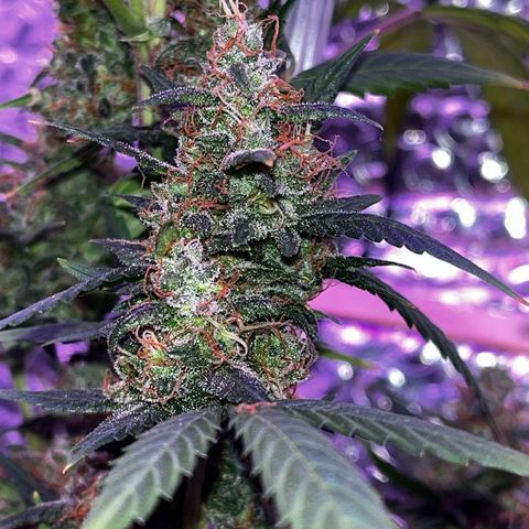 Auto-Bluedream growlog photo: #B2