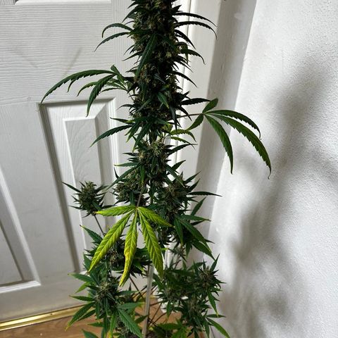 Auto-Bluedream growlog photo: #B2