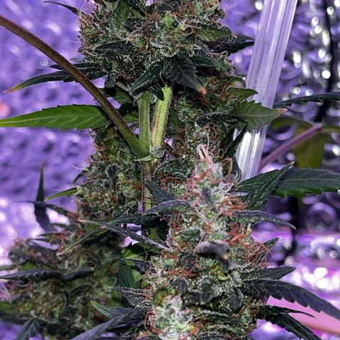 Auto-Bluedream growlog photo: #B2