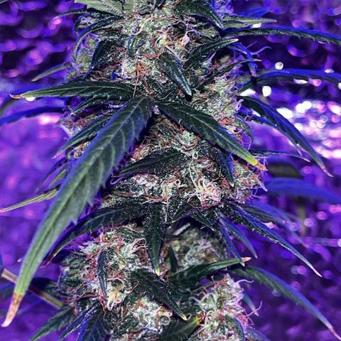 Auto-Bluedream growlog photo: #B2