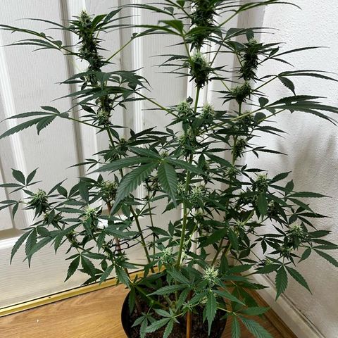 AutoBlueDream LST growlog timeline photo