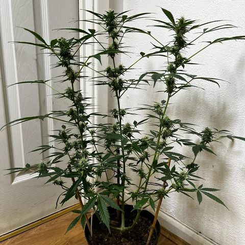 AutoBlueDream LST growlog timeline photo