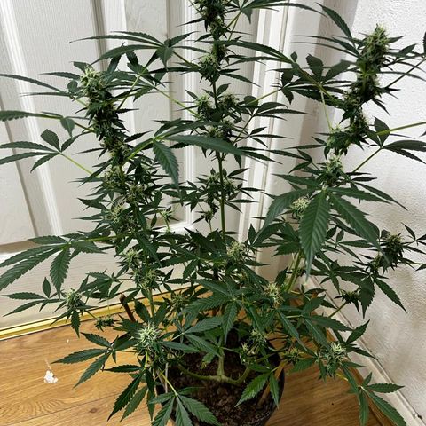 AutoBlueDream LST growlog timeline photo