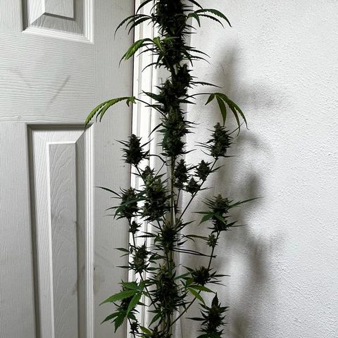 Auto-Bluedream growlog photo: #B2