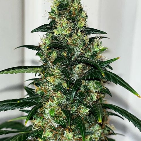 Auto-Bluedream growlog timeline photo
