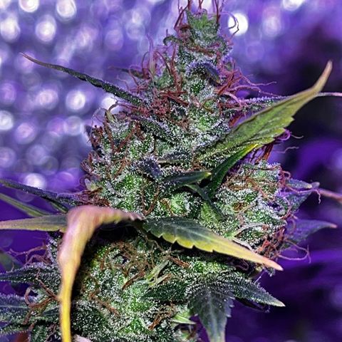 Auto-Bluedream growlog photo: #B2