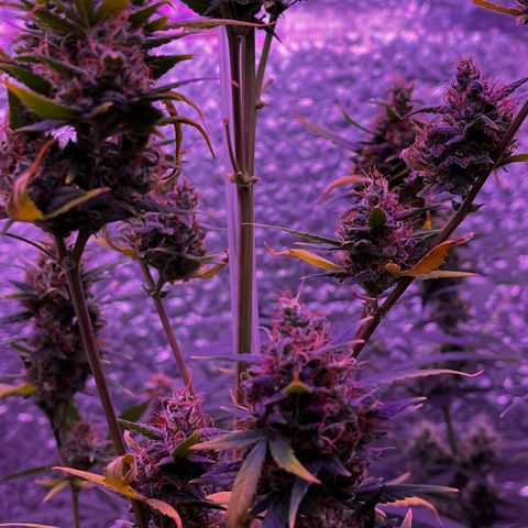 Auto-Bluedream growlog photo: #B2