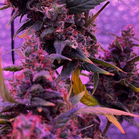 Auto-Bluedream growlog photo: #B2