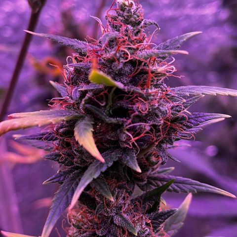 Auto-Bluedream growlog photo: #B2