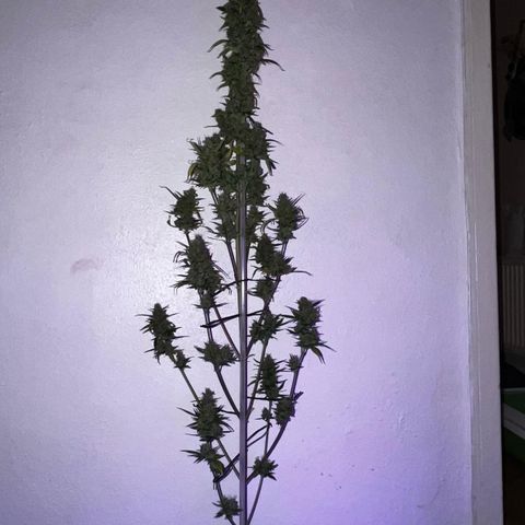 Auto-Bluedream growlog photo: #B2