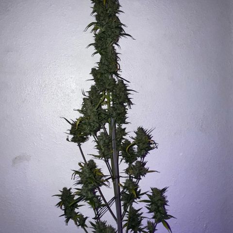 Auto-Bluedream growlog photo: #B2