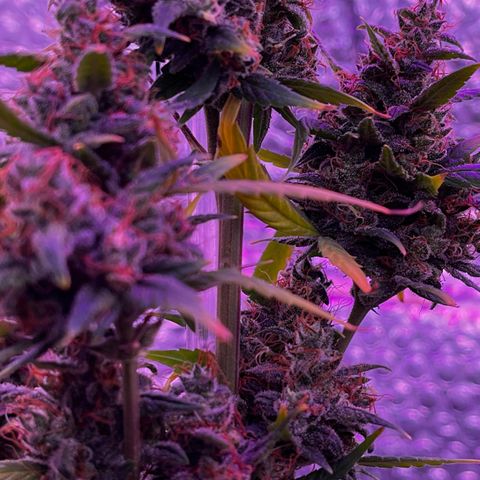 Auto-Bluedream growlog photo: #B2