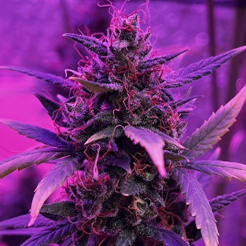 Auto-Bluedream growlog photo: #B2
