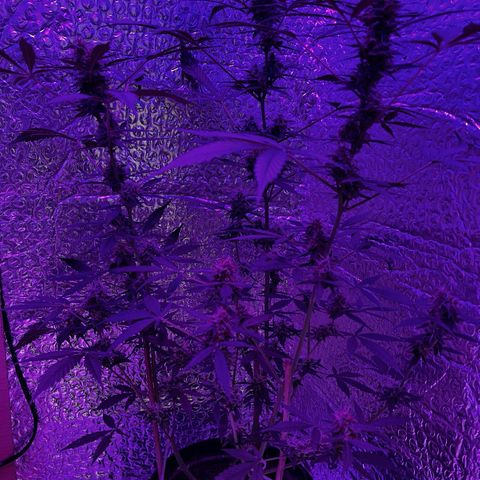 AutoBlueDream LST growlog timeline photo
