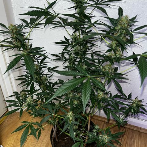 AutoBlueDream LST growlog timeline photo